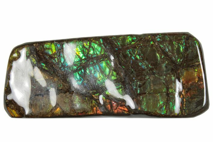 Iridescent Ammolite (Fossil Ammonite Shell) - Rainbow Colors #293326